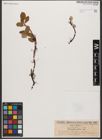 Foto von Salix reticulata L.